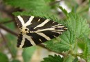 Euplagia quadripunctaria ©  S.Beshkov